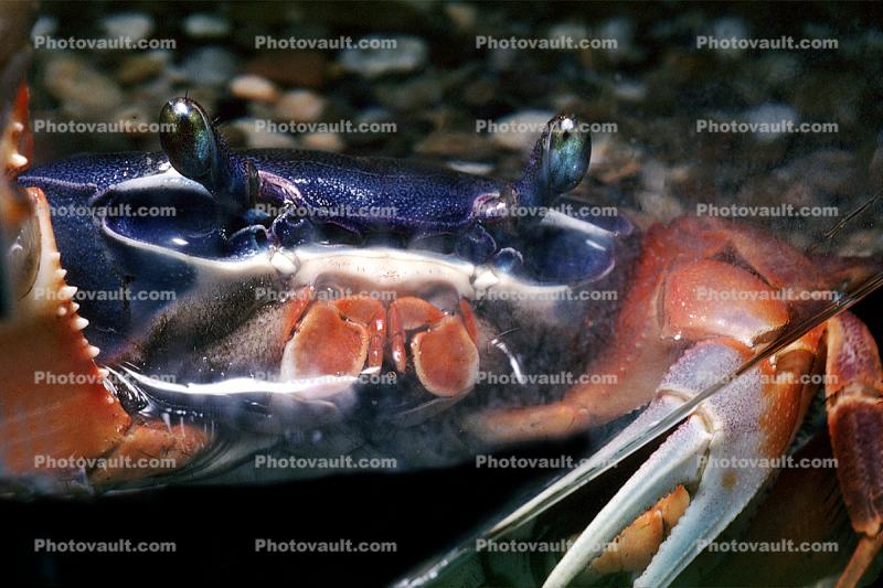 Purple Moon Crab, Halloween Crab, (Gecarcinus quadratus), Malacostraca, Decapoda, [Gecarcinidae], land crab