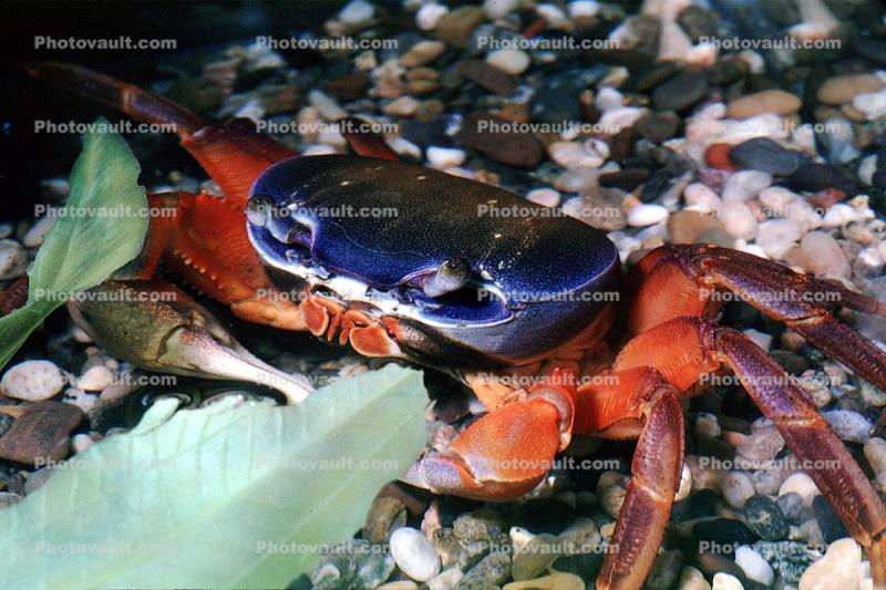 Purple Moon Crab, Halloween Crab, (Gecarcinus quadratus), Malacostraca, Decapoda, [Gecarcinidae], land crab
