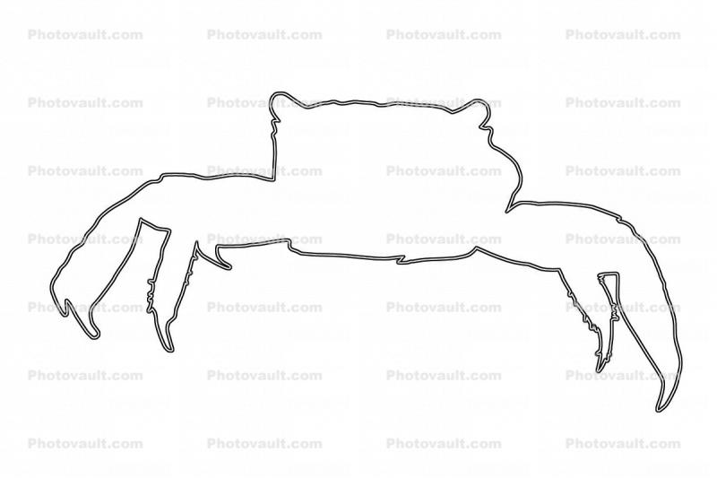 Red Claw Mini Crab outline, (Sesarma Bidens), Malacostraca, Decapoda, Sesarmidae, line drawing, shape