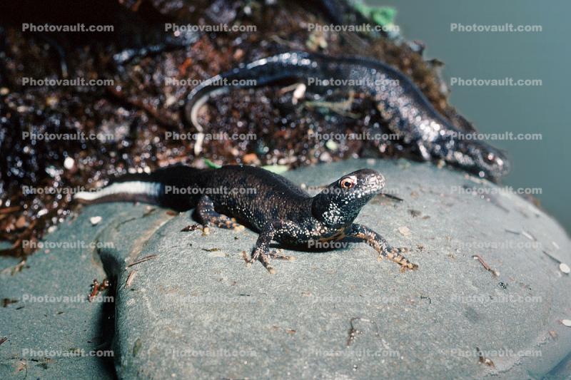 European Crested Newt, (Triturus cristatus), [Salamandridae], Salamander