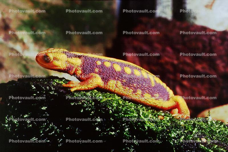 Animal Adult Himalayan Newt Crocodile Newt Himalayan Salamander Or Red  Knobby Newt High-Res Stock Photo - Getty Images