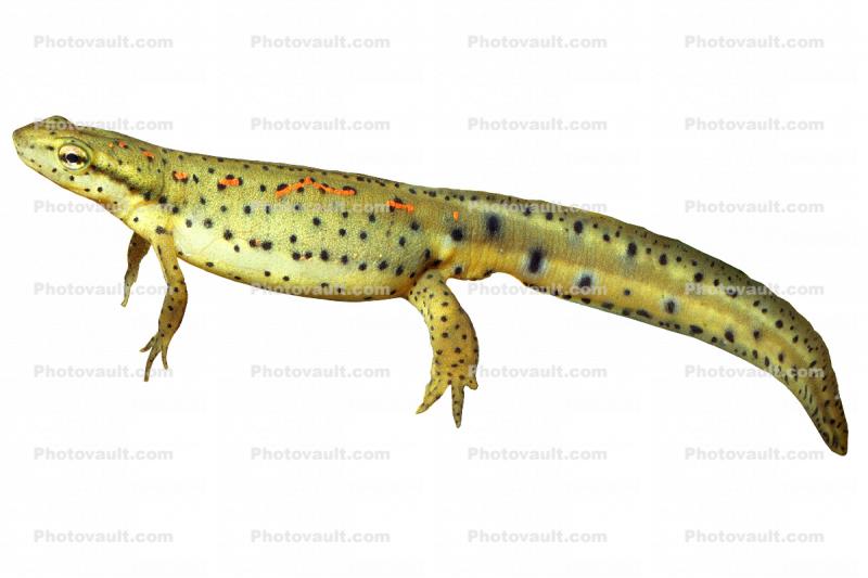 Eastern Newt, (Notophthalmus viridescens), Salamandridae, Salamander, photo-object, object, cut-out, cutout