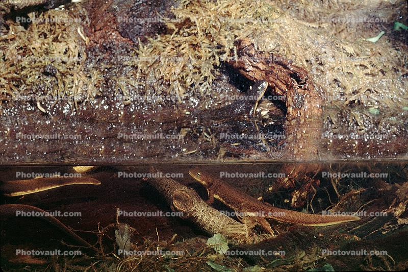 California Newt, (Taricha torosa), Salamandridae, Salamander