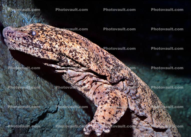 Chinese Giant Salamander, (Andrias davidianus), Cryptobranchidae, highly endangered