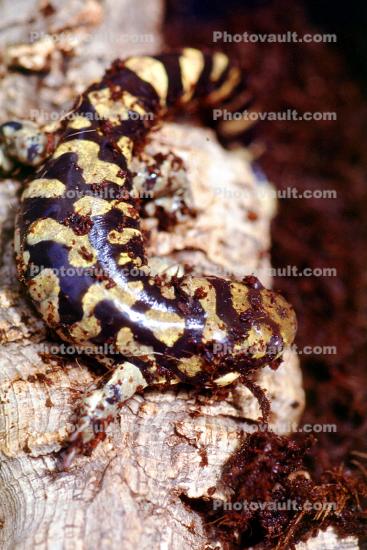 Tiger Salamander, Ambystoma tigrinum mavortium