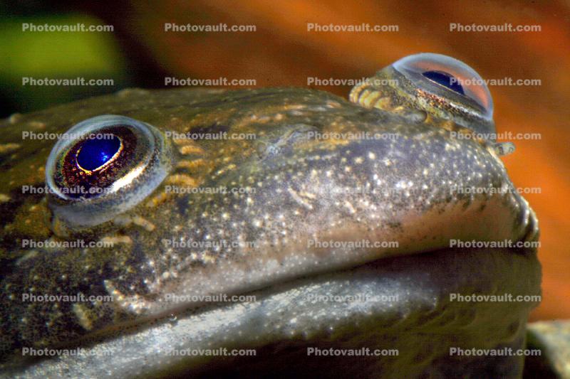 Face, eyes, African Clawed Frog, (Xenopus laevis), Pipidae, clam, Pareidolia