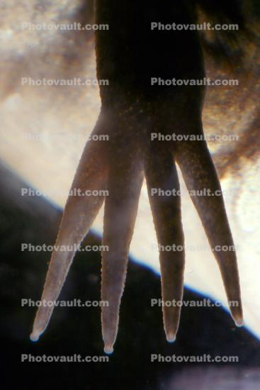 foot and fingers, African Clawed Frog, (Xenopus laevis), Pipidae