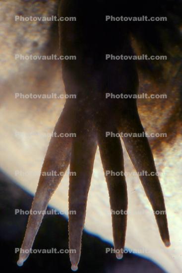 fingers, foot, African Clawed Frog, (Xenopus laevis), Pipidae