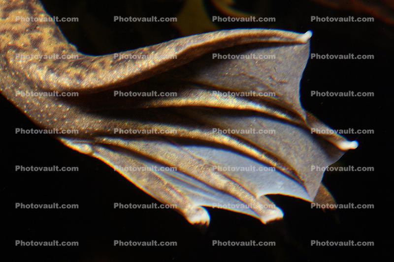 webbed foot, African Clawed Frog, (Xenopus laevis), Pipidae