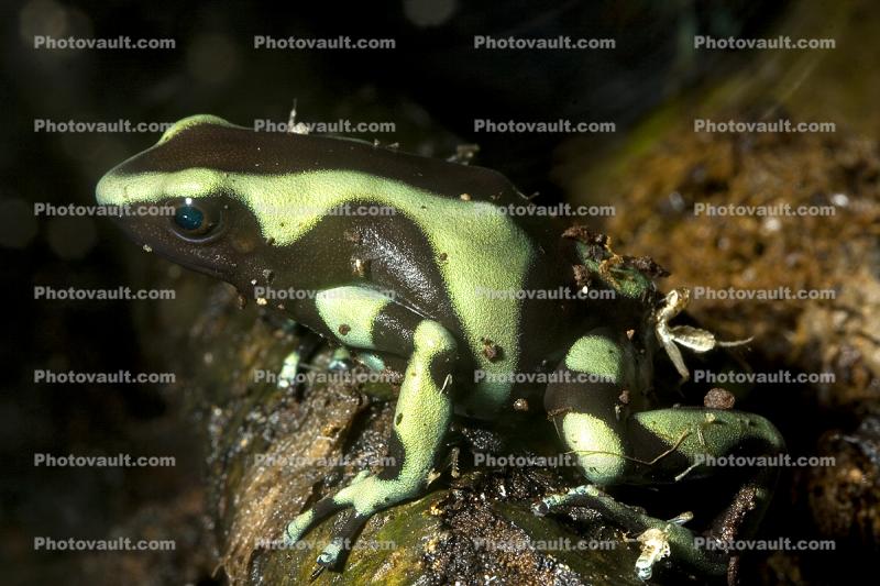 Green and Black Dart Frog, (Dendrobates auratus), Dendrobatidae