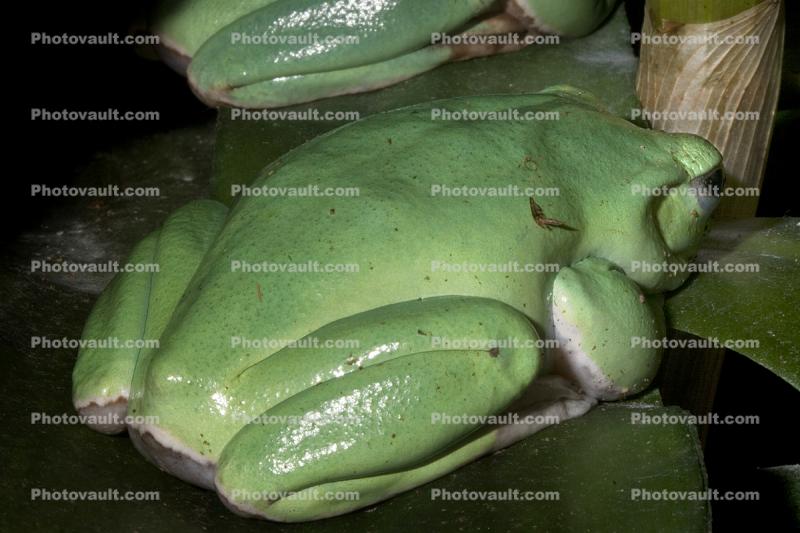 Giant Tree Frog, Polypaedates sp