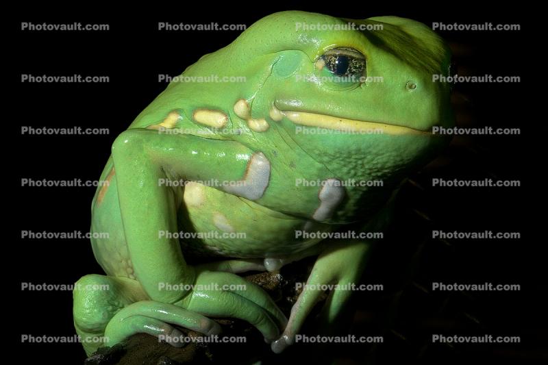 Waxy Monkey Frog, (Phyllomedusa sauvagii), Hylidae, Phyllomedusinae, Arboreal, Lissamphibia