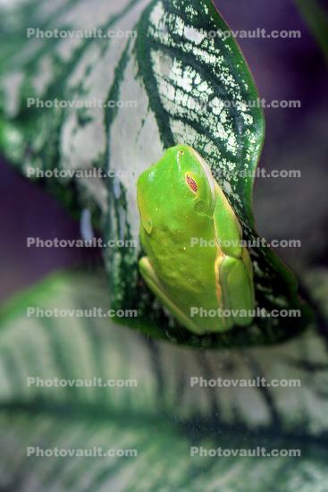 Red-eyed Treefrog, (Agalychnis callidryas)