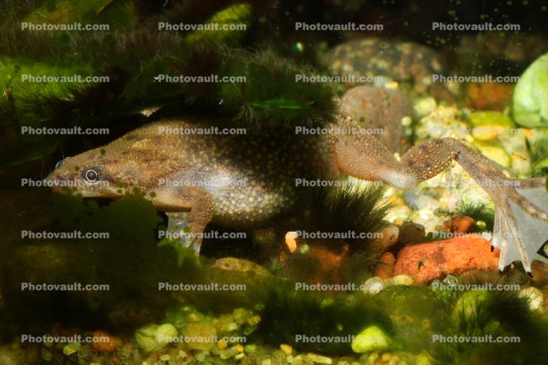 Dwarf African frogs, Hymenochirus boettgeri, Pipidae