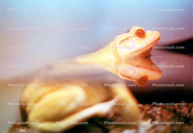 Albino Frog, North American Bull Frog, (Rana catesbeiana), Ranidae, eye