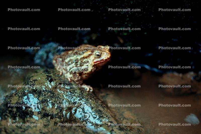 Frog, Ubud, Bali, Indonesia