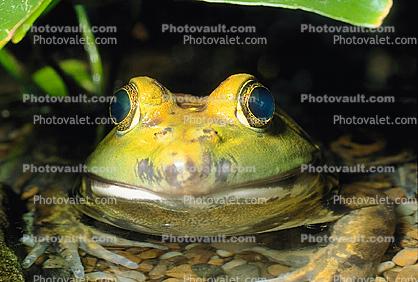 North American Bull Frog, (Rana catesbeiana), Ranidae, eye