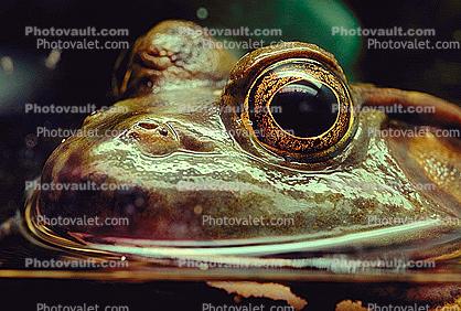 North American Bull Frog, (Rana catesbeiana), Ranidae