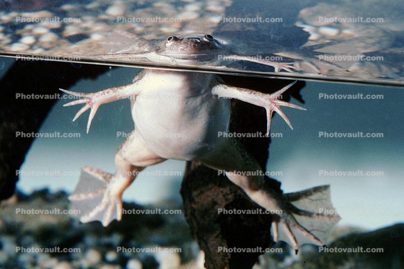 African Clawed Frog, (Xenopus laevis), Pipidae