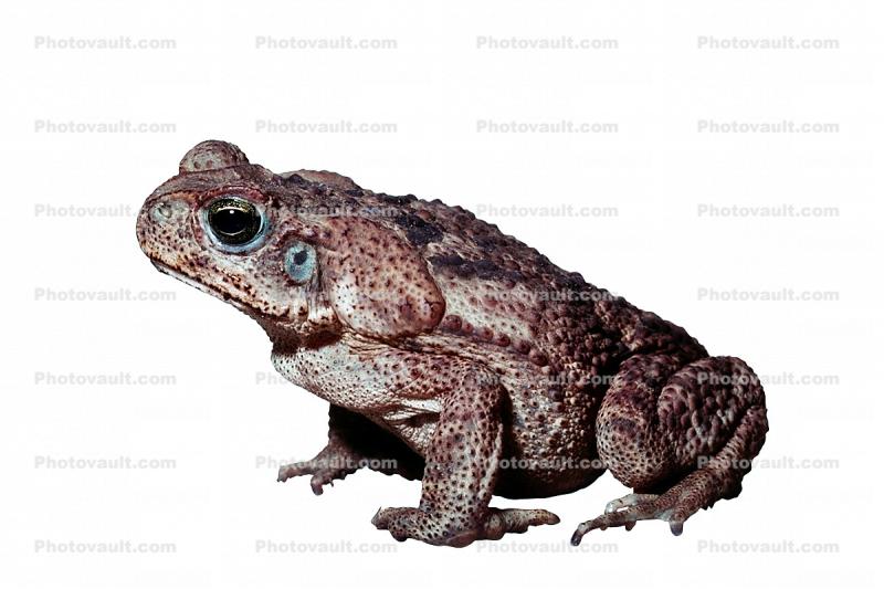 Marine Toad, (Bufo marinus), Bufonidae, Bufo, Rhinella, poisonous predator, photo-object, object, cut-out, cutout