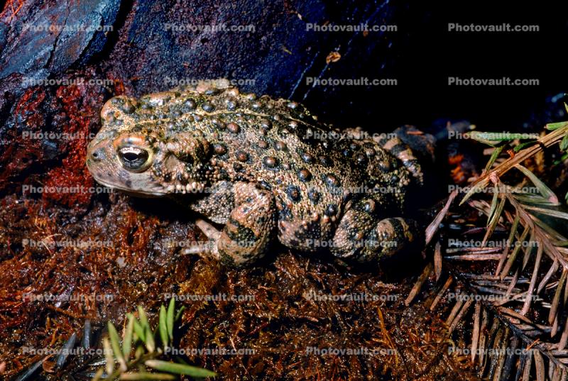 Western Toad, (Anaxyrus boreas), Bufonidae