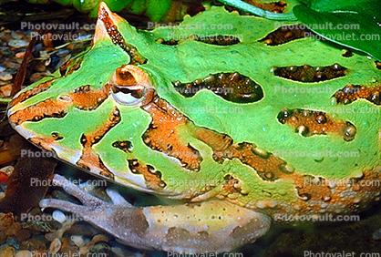 Argentine horned frog, (Ceratophrys ornata), [Lepodactylidae], pacman frog, Biomimicry