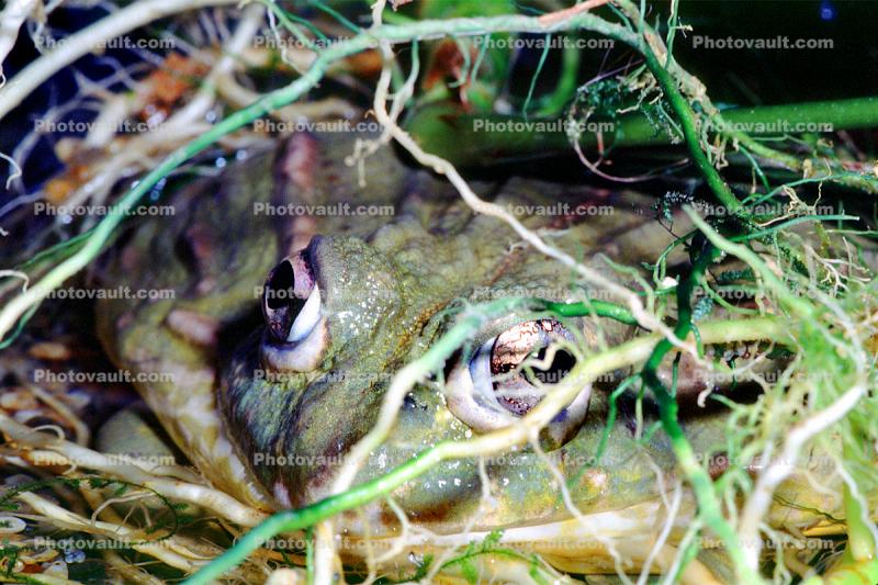 Eyes hidden in the camouflage, African Bull Frog, (Pyxicephalus adspersus), Ranidae, Biomimicry