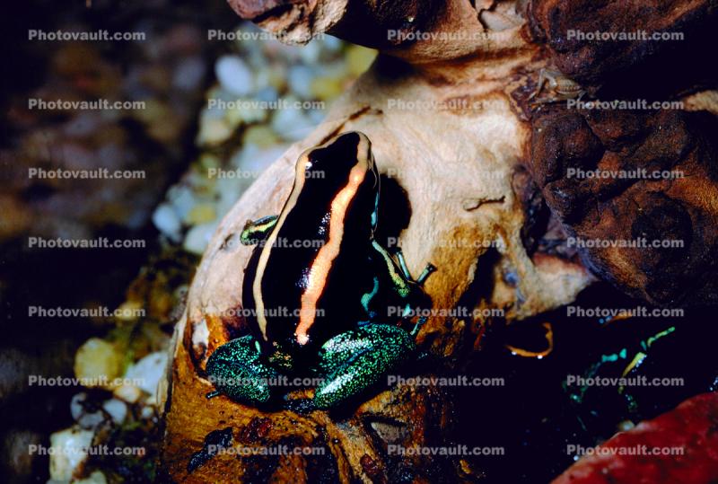 Golfodulcean Poison Frog, (Phyllobates vittatus), Dendrobatidae