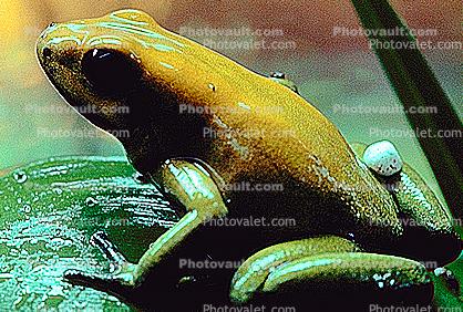 Black-Legged Poison Frog