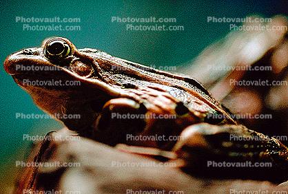 Northern Leopard Frog, (Rana pipiens), Ranidae