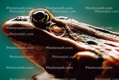 Northern Leopard Frog, (Rana pipiens), Ranidae