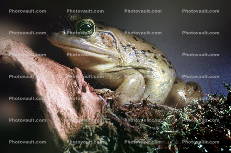 Pig frog, (Rana grylio), Ranidae