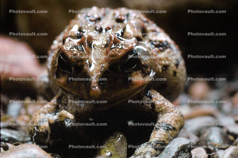 Southern Toad, (Bufo terrestris), Bufonidae