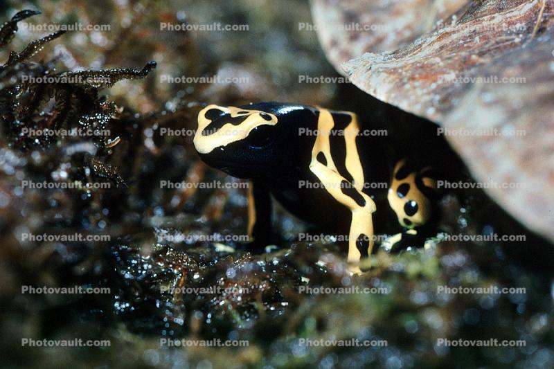 Bumblebee Dart-Poison Frog, Dendrobates leucomelas
