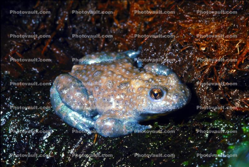 Yellow-Bellied Toad, (Bombina variegata), Archaeobatrachia, Bombinatoridae, [Discoglossidae]