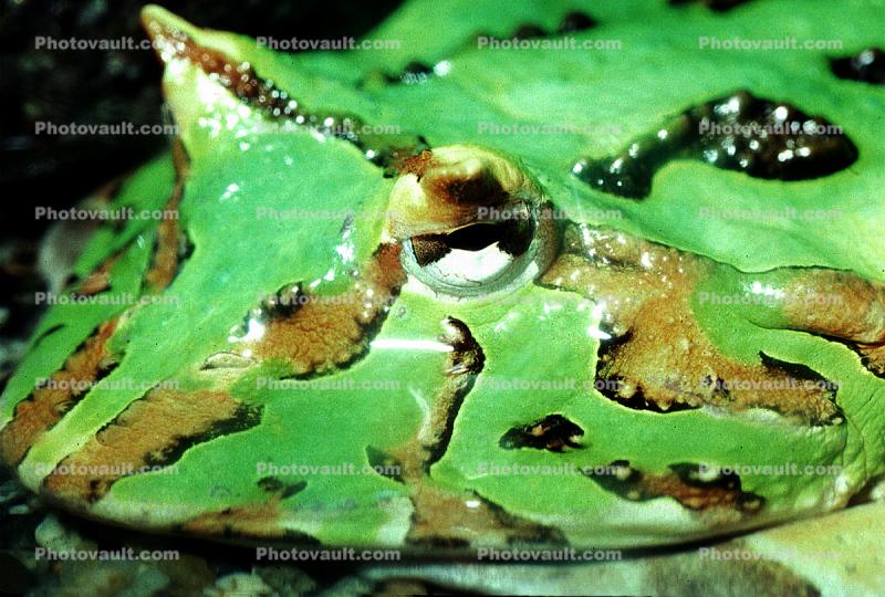 Argentine horned frog, (Ceratophrys ornata), [Lepodactylidae], pacman frog, eye