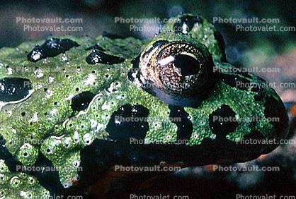 Fire-Bellied Toad (Frog), (Bombina orientalis), Bombinatoridae