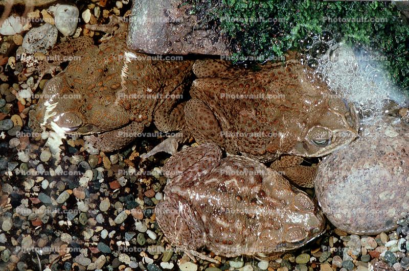 Marine Toad, (Bufo marinus), Bufonidae, Bufo, Rhinella, poisonous predator