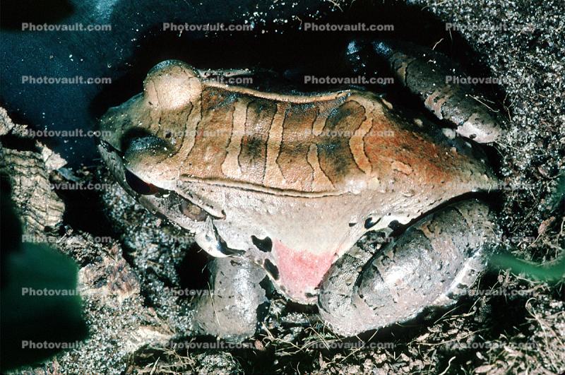 Smoky Jungle Frog, (Leptodactylus pentadactylus), Leptodactylidae, Biomimicry