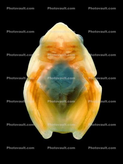 Reed Frog, Glass Frog