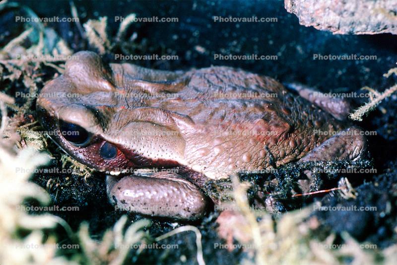 Spotted Toad, (Bufo guttatus), Bufonidae, rainforest, jungle