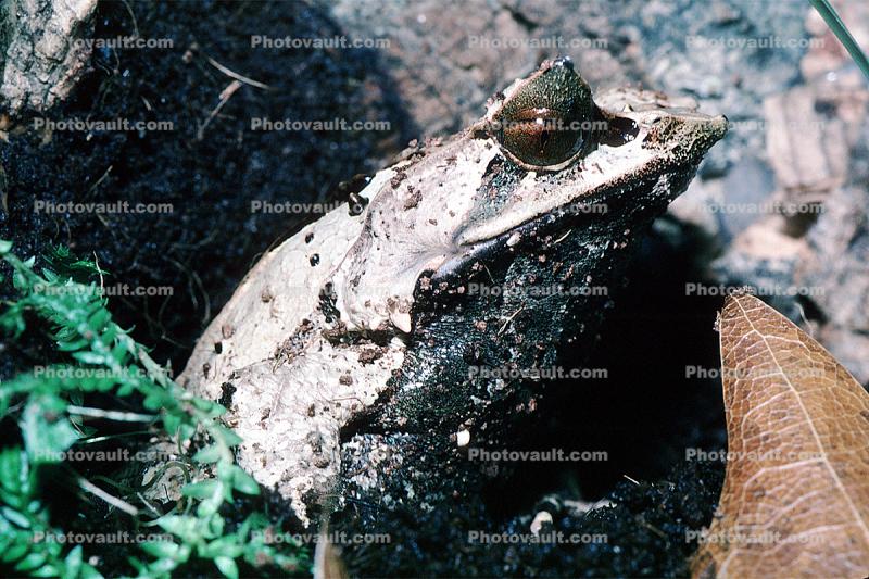 Malayan Horned Frog, (Megophrys nasuta), Megophryidae, Megophrys, Pelobatida, Leaf Frog