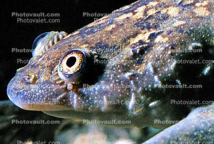 Icon, Iconic, Portfolio, Classic, Eyes, African Clawed Frog, (Xenopus laevis), Pipidae