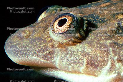 face, nose, eyes, African Clawed Frog, (Xenopus laevis), Pipidae