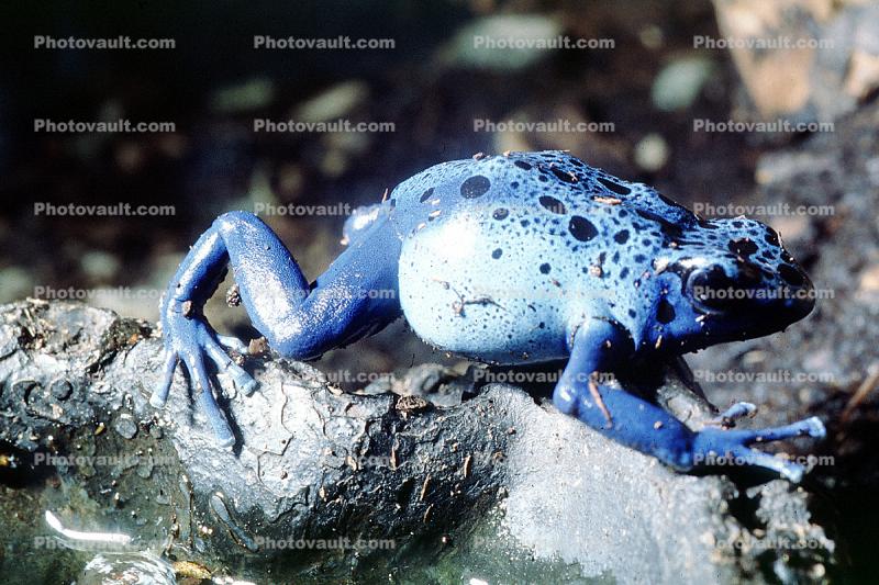 Blue Poison Dart Frog, (Dendrobates azureus), Okopipi, Neobatrachia, Dendrobatidae, toxic, poisonous