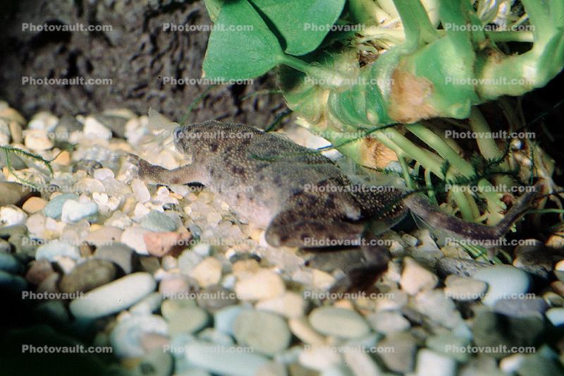 Western Dwarf Clawed Frog, (Hymenochirus curtipes), Pipidae