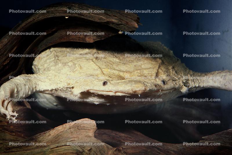 Suriname Toad, (Pipa pipa), Pipidae