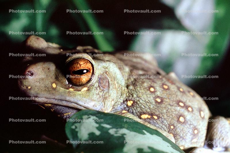 Asian Tree Frog, (Pedostibes hosii), Bufonidae