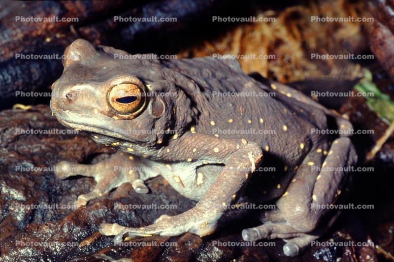 Asian Tree Frog, (Pedostibes hosii), Bufonidae