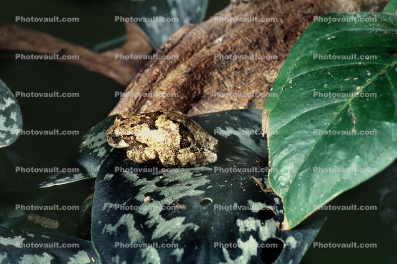 Gray Tree Frog, (Hyla versicolor), Hylidae